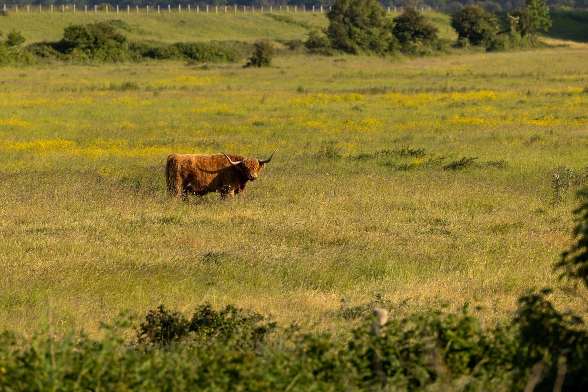 Safaritent De Windroos Kamperland Buitenkant foto